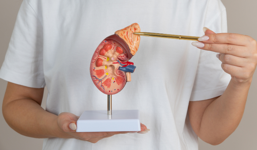 Nephrologists in Dubai